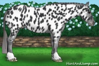 Horse Color:Black Appaloosa
