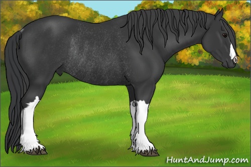 Horse Color: Black Rabicano 