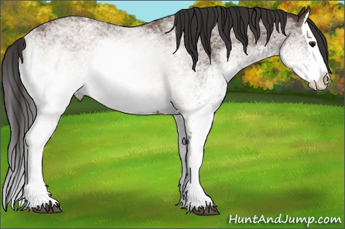 Horse Color: White Spotted Buckskin Splash 