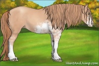 Horse Color:Gold Champagne Sabino 
