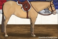 Horse Color:Amber Cream Champagne 