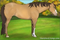 Horse Color:Sable Cream Champagne 
