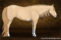 Horse Color:Gold Champagne Splash Tobiano 