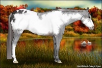 Horse Color:Brown Frame Appaloosa 