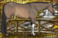 Horse Color:Brown Dun 