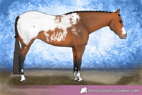 Horse Color:Bay Snowcap 