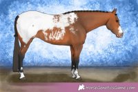 Horse Color:Bay Snowcap 