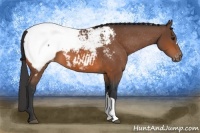 Horse Color:Bay Appaloosa
