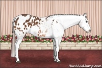 Horse Color:Bay Splash Appaloosa 