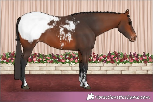 Horse Color:Bay Sabino Snowcap 