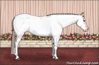 Horse Color:Bay Tobiano Appaloosa 