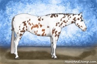 Horse Color:Bay Splash Tobiano Leopard 