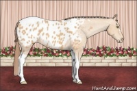 Horse Color:Amber Champagne Tobiano Blanket 
