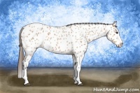 Horse Color:Bay Roan Splash Appaloosa