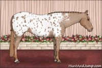 Horse Color:Chestnut Sabino Near Leopard 