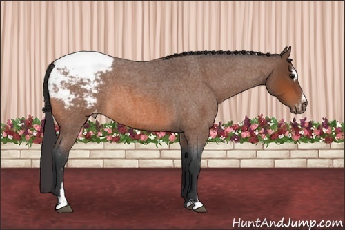 Horse Color: Bay Roan Sabino Snowcap 