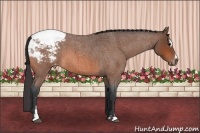 Horse Color:Bay Roan Sabino Snowcap 
