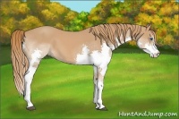 Horse Color:Chestnut Splash 