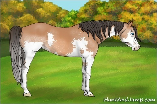 Horse Color: Bay Splash 