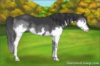 Horse Color:Black Splash 