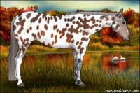 Horse Color:Bay Near Leopard 