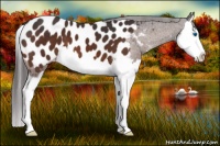 Horse Color:Brown Splash Appaloosa 