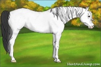 Horse Color:White Spotted Black 