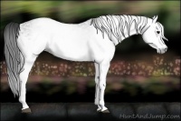 Horse Color:Gray White Spotted Black 