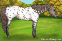 Horse Color:Brown Dun Appaloosa