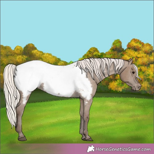 Horse Color:Silver Grullo Near Fewspot 