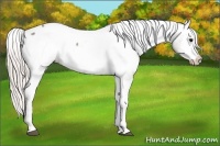 Horse Color:White Spotted Silver Grullo Roan Appaloosa