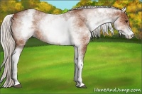 Horse Color:White Spotted Silver Bay