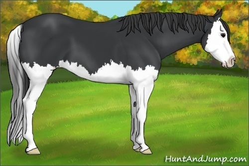 Horse Color: Black Splash 