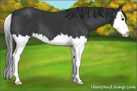 Horse Color:Black Splash