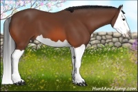 Horse Color:Bay Splash 