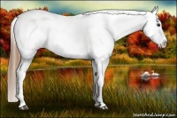 Horse Color:Chestnut Appaloosa 