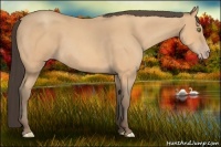 Horse Color:Amber Champagne Roan 