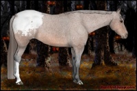 Horse Color:Bay Roan Snowcap Rabicano 
