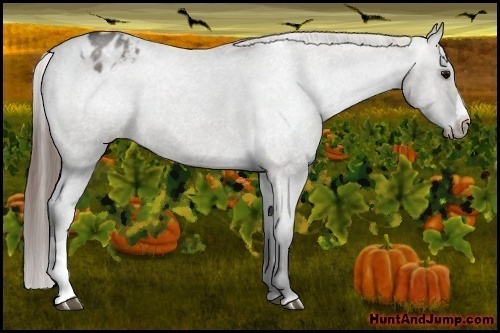 Horse Color: Grullo Roan Varnish 