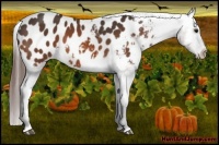 Horse Color:Bay Appaloosa 