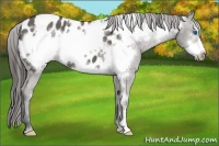 Horse Color:Grullo Frame Appaloosa