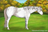 Horse Color:White Spotted Liver Chestnut Appaloosa 