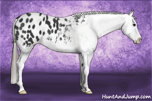 Horse Color: Black Sabino Blanket 