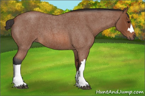 Horse Color: Bay Roan 