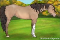 Horse Color:Amber Champagne 