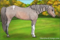 Horse Color:Bay Varnish 