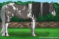 Horse Color:White Spotted Grullo Splash 