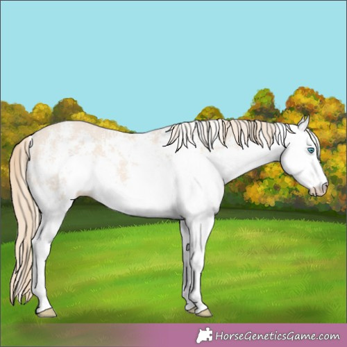 Horse Color: White Spotted Perlino 