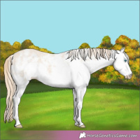 Horse Color:White Spotted Perlino 