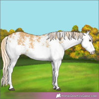 Horse Color:White Spotted Palomino Dun 